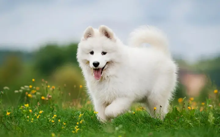 Chăm Sóc Và Nuôi Chó Samoyed Theo Các Đặc Trưng Của Loài