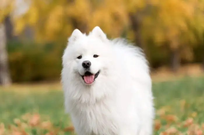 Cho-samoyed-3