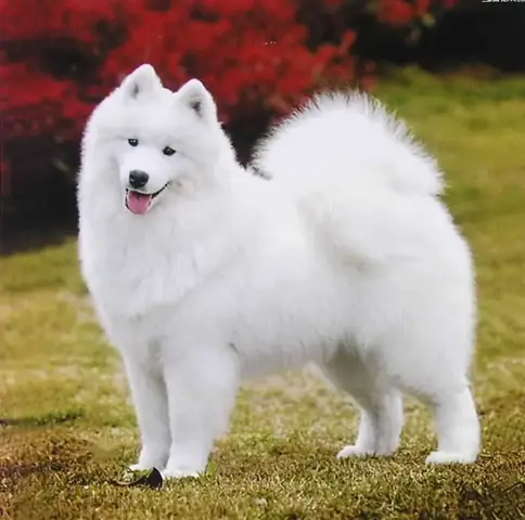 Tiêu Chuẩn Để Đánh Giá Cân Nặng Của Samoyed Tiêu Chuẩn Để Đánh Giá Cân Nặng Của Samoyed