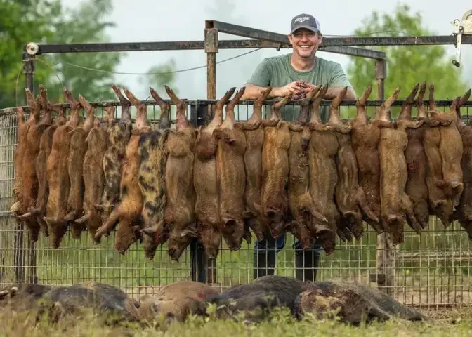 Đặc Điểm Nổi Bật Của Chó Săn Lợn Rừng Hoang Dã