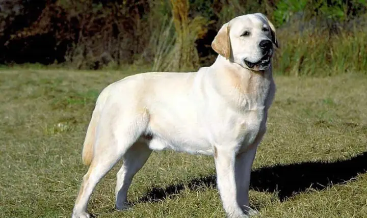 Chó Săn Mồi Labrador Retriever: Hướng Dẫn Nuôi Dưỡng Toàn Diện