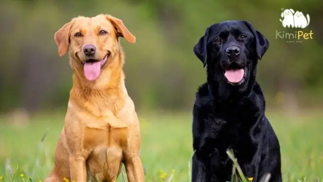 Vai Trò Hiện Đại Của Labrador Retriever