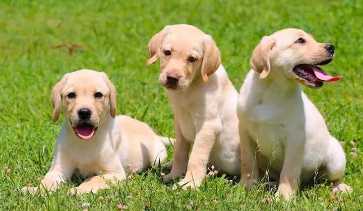 Chó Săn Mồi Labrador Retriever: Đặc Điểm, Chăm Sóc & Nuôi Dưỡng Toàn Diện
