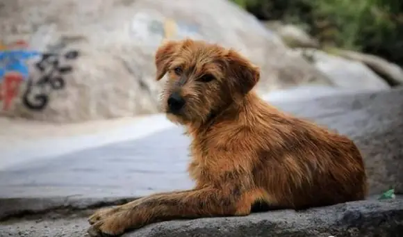 Đối Với Nhiều Người, Chó Cưng Không Phải Là Vật Nuôi Để Giữ Nhà Mà Là Một Người Bạn, Một Thành Viên Thực Thụ Trong Gia Đình. Do Đó, Tình Yêu Mà Họ Dành Cho Những Chú Chó Cưng Là Vô Bờ Bến. Đối Với Nhiều Người, Chó Cưng Không Phải Là Vật Nuôi Để Giữ Nhà Mà Là Một Người Bạn, Một Thành Viên Thực Thụ Trong Gia Đình. Do Đó, Tình Yêu Mà Họ Dành Cho Những Chú Chó Cưng Là Vô Bờ Bến.