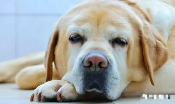 Khi Động Vật Sắp Chết, Chúng Thường Tìm Nơi Trú Ẩn, Đó Là Phản Ứng Bản Năng Của Chúng (ảnh Minh Họa) Khi Động Vật Sắp Chết, Chúng Thường Tìm Nơi Trú Ẩn, Đó Là Phản Ứng Bản Năng Của Chúng (ảnh Minh Họa)