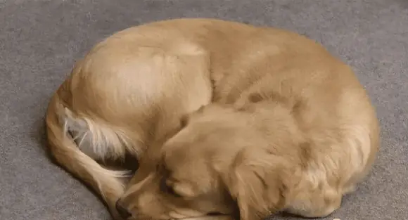 Khi Động Vật Sắp Chết, Chúng Thường Tìm Nơi Trú Ẩn, Đó Là Phản Ứng Bản Năng Của Chúng (ảnh Minh Họa) Khi Động Vật Sắp Chết, Chúng Thường Tìm Nơi Trú Ẩn, Đó Là Phản Ứng Bản Năng Của Chúng (ảnh Minh Họa)