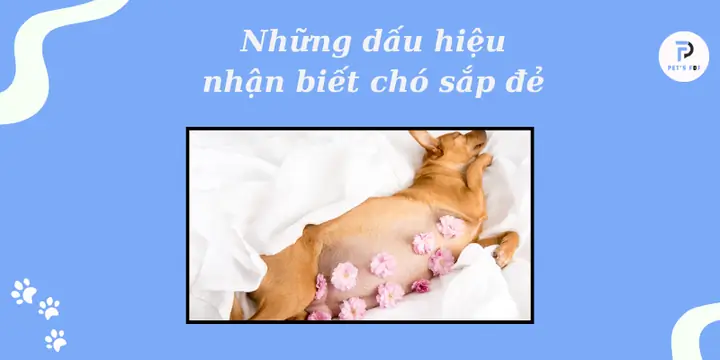 Chó Sắp Đẻ Cho Ăn Gì: Hướng Dẫn Dinh Dưỡng Khoa Học Để Mẹ Bầu Khỏe Mạnh Và Sinh Nở顺利