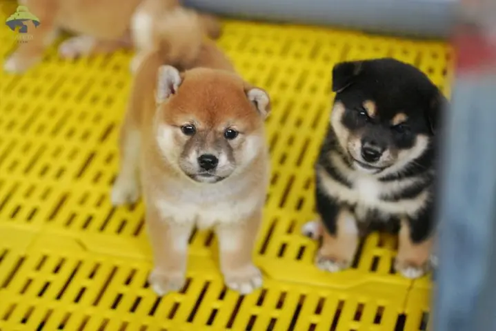 Chế Độ Ăn Uống