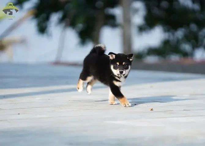 Có Nên Nuôi Chó Shiba Inu?