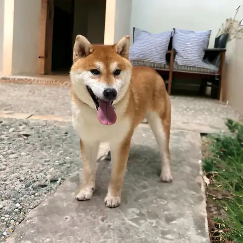 Chó Shiba Inu Quốc Khuyển Nhật Bản Chó Shiba Inu Quốc Khuyển Nhật Bản