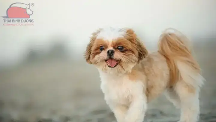 Shih Tzu Giá Bao Nhiêu? Và Các Yếu Tố Ảnh Hưởng Giá Cả Shih Tzu Giá Bao Nhiêu? Và Các Yếu Tố Ảnh Hưởng Giá Cả