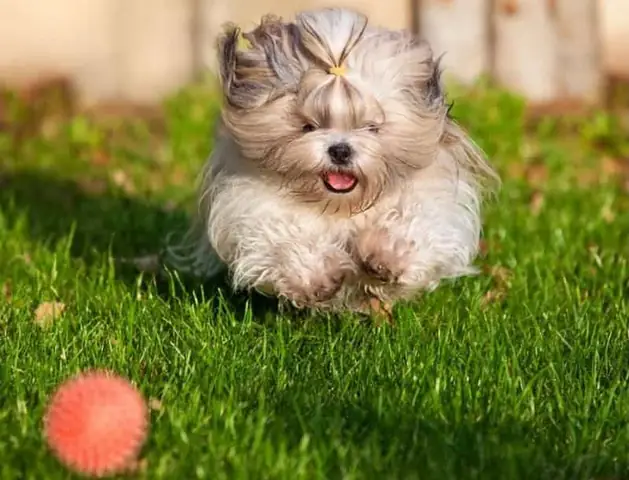 Chó Shih Tzu Giá Bao Nhiêu? Chó Shih Tzu Giá Bao Nhiêu?