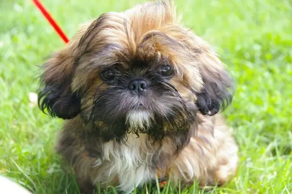 Cách Chăm Sóc Chó Shih Tzu Cách Chăm Sóc Chó Shih Tzu