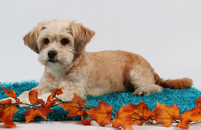 Nét Đặc Trưng Của Chó Shih Tzu Lai Poodle