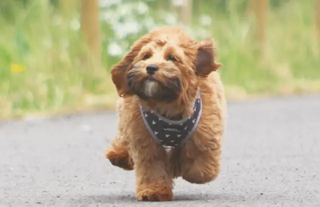 Tính Cách Chó Shih Tzu Lai Poodle