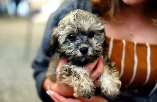 Lịch Sử Của Chó Shih Tzu Lai Poodle
