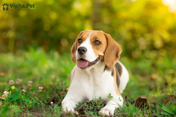 Cách Chăm Sóc Cho Chó Cái Sau Khi Phẫu Thuật Triệt Sản