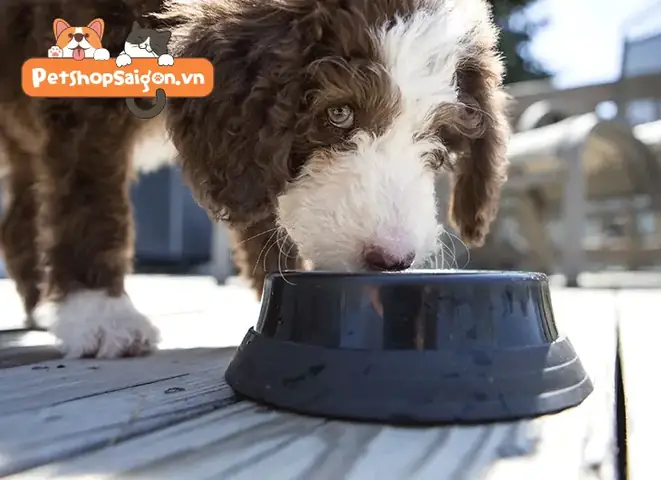 Ngăn Ngừa Tình Trạng Chó Sơ Sinh Bị Đầy Bụng Ngăn Ngừa Tình Trạng Chó Sơ Sinh Bị Đầy Bụng