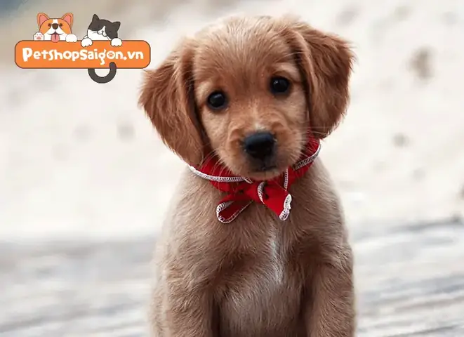 Nguyên Nhân Chó Sơ Sinh Bị Đầy Bụng Nguyên Nhân Chó Sơ Sinh Bị Đầy Bụng