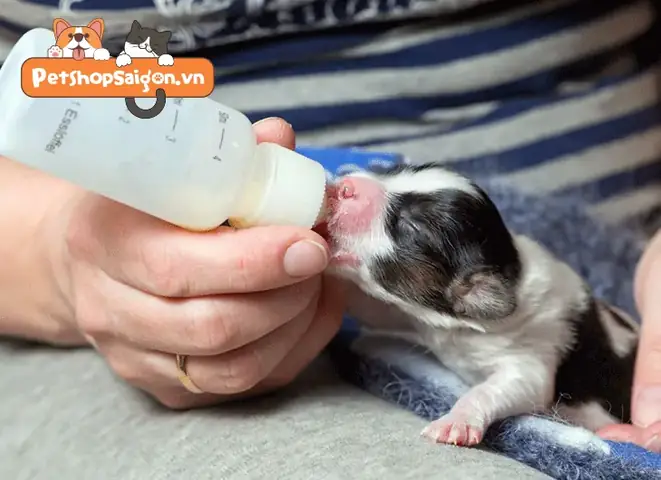 Ngăn Ngừa Tình Trạng Chó Sơ Sinh Bị Đầy Bụng Ngăn Ngừa Tình Trạng Chó Sơ Sinh Bị Đầy Bụng