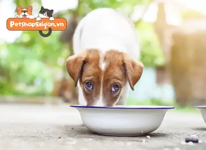 Cách Chữa Trị Khi Chó Sơ Sinh Bị Đầy Bụng Cách Chữa Trị Khi Chó Sơ Sinh Bị Đầy Bụng