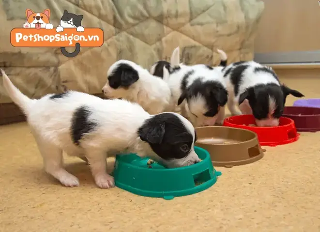 Ngăn Ngừa Tình Trạng Chó Sơ Sinh Bị Đầy Bụng Ngăn Ngừa Tình Trạng Chó Sơ Sinh Bị Đầy Bụng