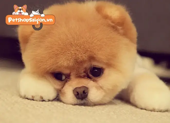 Cách Chữa Trị Khi Chó Sơ Sinh Bị Đầy Bụng Cách Chữa Trị Khi Chó Sơ Sinh Bị Đầy Bụng