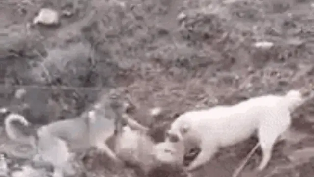 Chó Sói: Sinh Vật Hoang Dã Và Mối Đe Dọa Đối Với Chó Nuôi Chó Sói: Sinh Vật Hoang Dã Và Mối Đe Dọa Đối Với Chó Nuôi