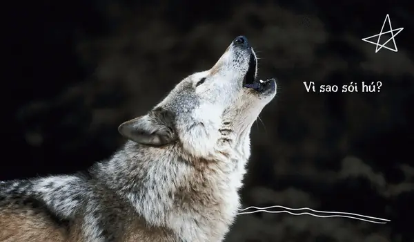 Chó Sói Có Sủa Không?
