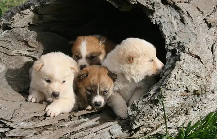 Chó Sói Con Dễ Thương: Tìm Hiểu Về Cuộc Sống, Tập Tính Và Bảo Tồn Loài Vật Hoang Dã Này