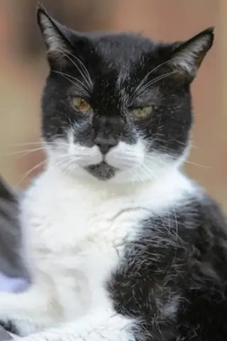 Những Chú Chó Mèo Này Sống Lâu Tới Mức Nếu So Sánh Với Tuổi Thọ Của Con Người Thì Tương Đương Tới Hơn Trăm Tuổi.