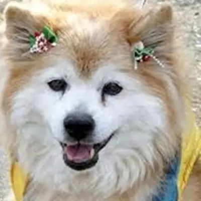 Những Chú Chó Mèo Này Sống Lâu Tới Mức Nếu So Sánh Với Tuổi Thọ Của Con Người Thì Tương Đương Tới Hơn Trăm Tuổi.