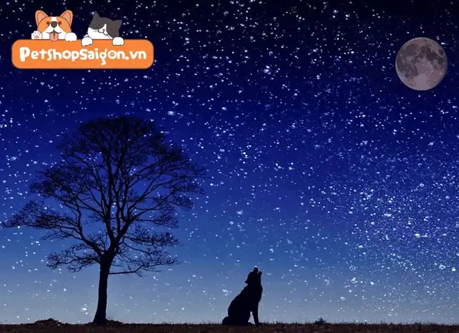 Chó Sủa Trăng Là Gì? Giải Mã Hiện Tượng Thú Vị Trong Thế Giới Động Vật