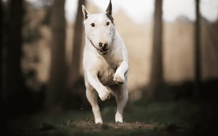 Mua Bán Chó Bull Terrier Ở Đâu Uy Tín, Chất Lượng? Mua Bán Chó Bull Terrier Ở Đâu Uy Tín, Chất Lượng?