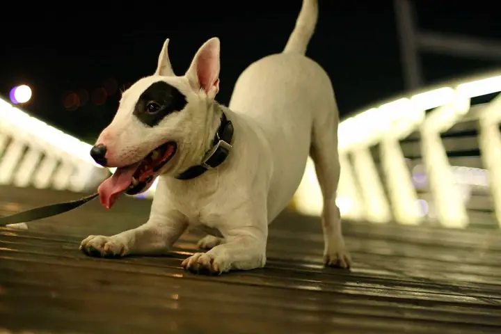 Bull Terrier – Chó Sục Bò Giá Bao Nhiêu? Bull Terrier – Chó Sục Bò Giá Bao Nhiêu?