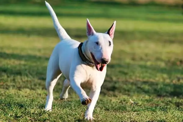 Cách Huấn Luyện Chó Bull Terrier Cách Huấn Luyện Chó Bull Terrier