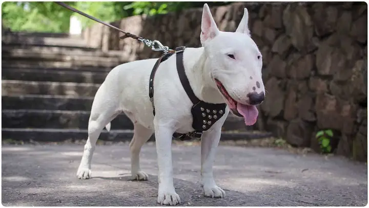 Cách Chăm Sóc Chó Bull Terrier Cách Chăm Sóc Chó Bull Terrier