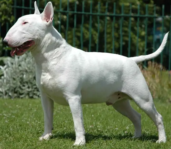 Nguồn Gốc, Xuất Xứ Chó Bull Terrier Nguồn Gốc, Xuất Xứ Chó Bull Terrier
