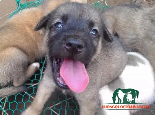 Đặc Điểm Hình Dáng Của Chó Cỏ