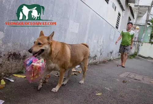 Tính Cách Của Giống Chó Ta