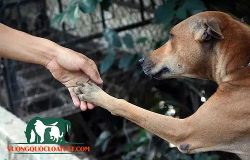 Chăm Sóc Sức Khỏe Cho Chó Cỏ