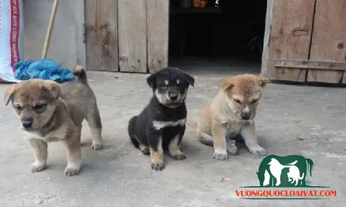 Mua, Bán Chó Ta Đẹp Nhất Tại Hà Nội, Tp Hcm?