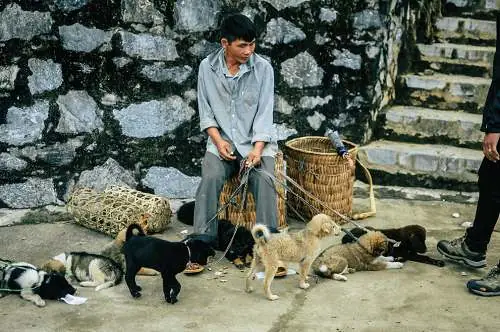 Chó Cỏ Giá Bao Nhiêu Tiền?