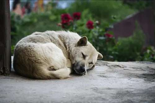 Tính Cách Của Giống Chó Ta