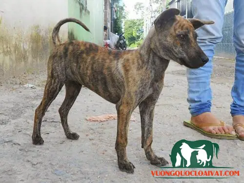 Giai Đoạn >7 Tháng Tuổi