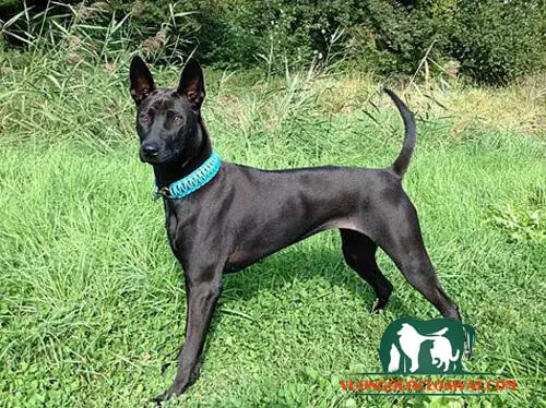 Đặc Điểm Hình Dáng Của Chó Cỏ