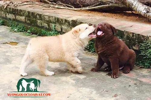 Nguồn Gốc Chó Cỏ Ở Việt Nam