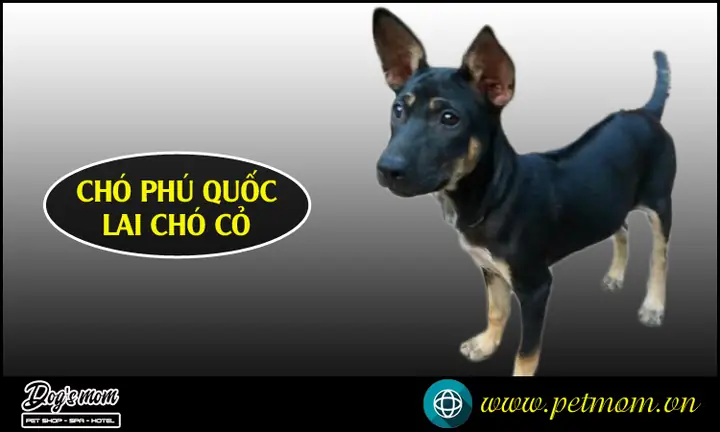 A) Chó Phú Quốc Lai Chó Ta A) Chó Phú Quốc Lai Chó Ta