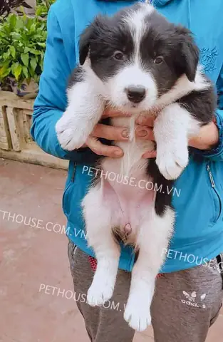 Chó Ta Màu Trắng Đen: Đặc Điểm, Chăm Sóc Và Ý Nghĩa Trong Đời Sống Việt