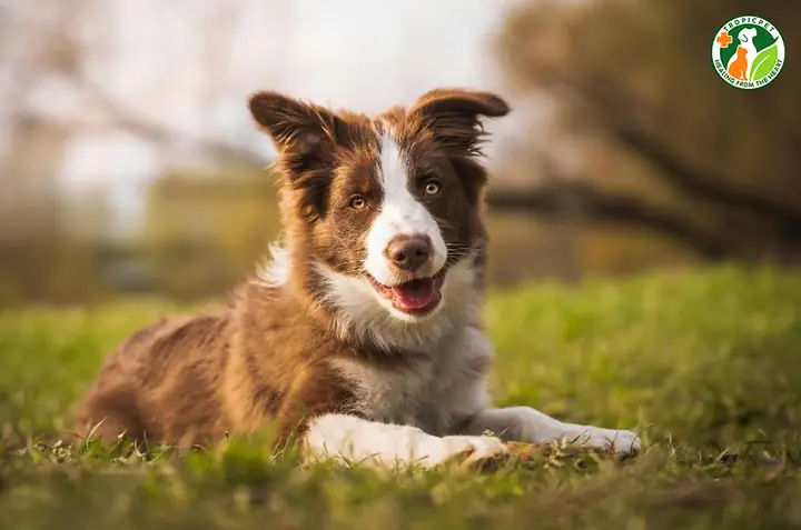 Chó Tai Cụp Hay Tai Vểnh Thông Minh Hơn?